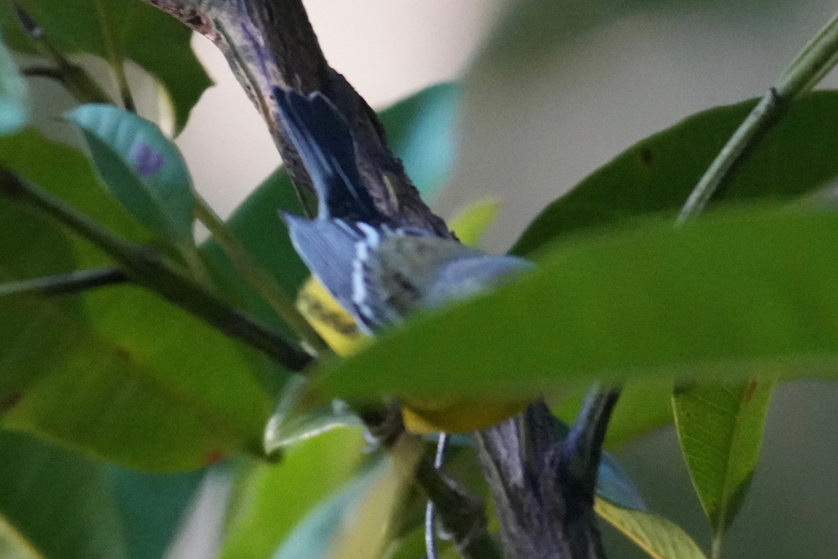 Magnolia Warbler - ML646246934