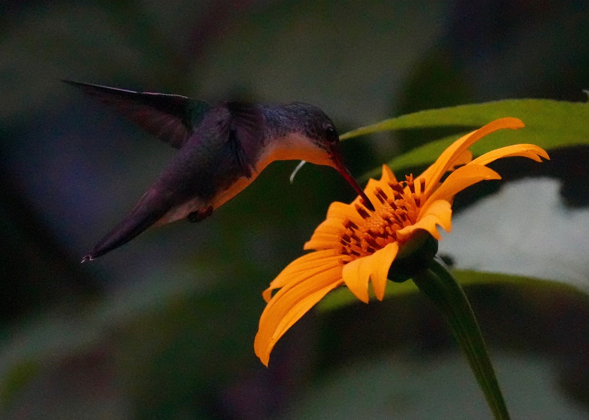 Ruby-throated Hummingbird - ML646246937