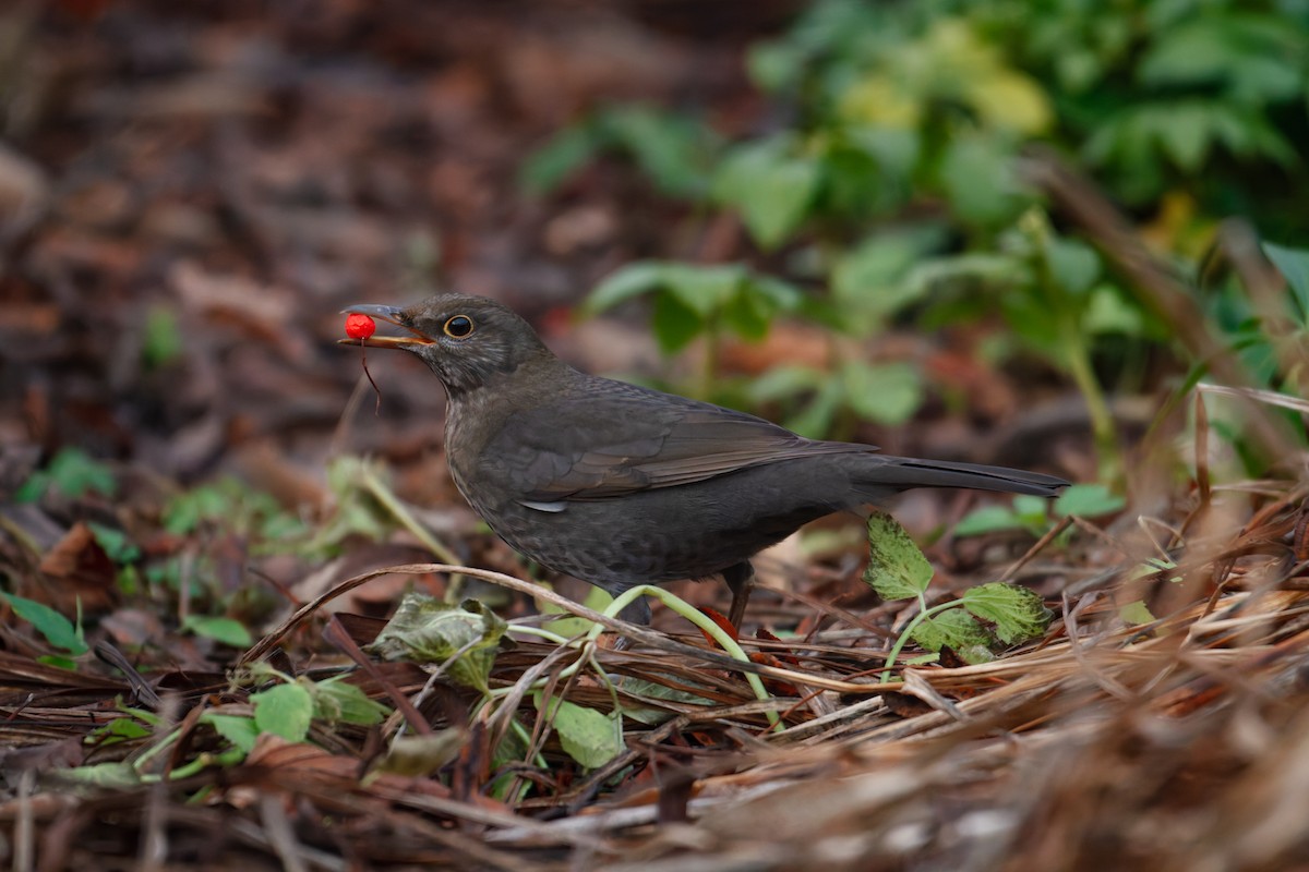 Eurasian Blackbird - ML646246938