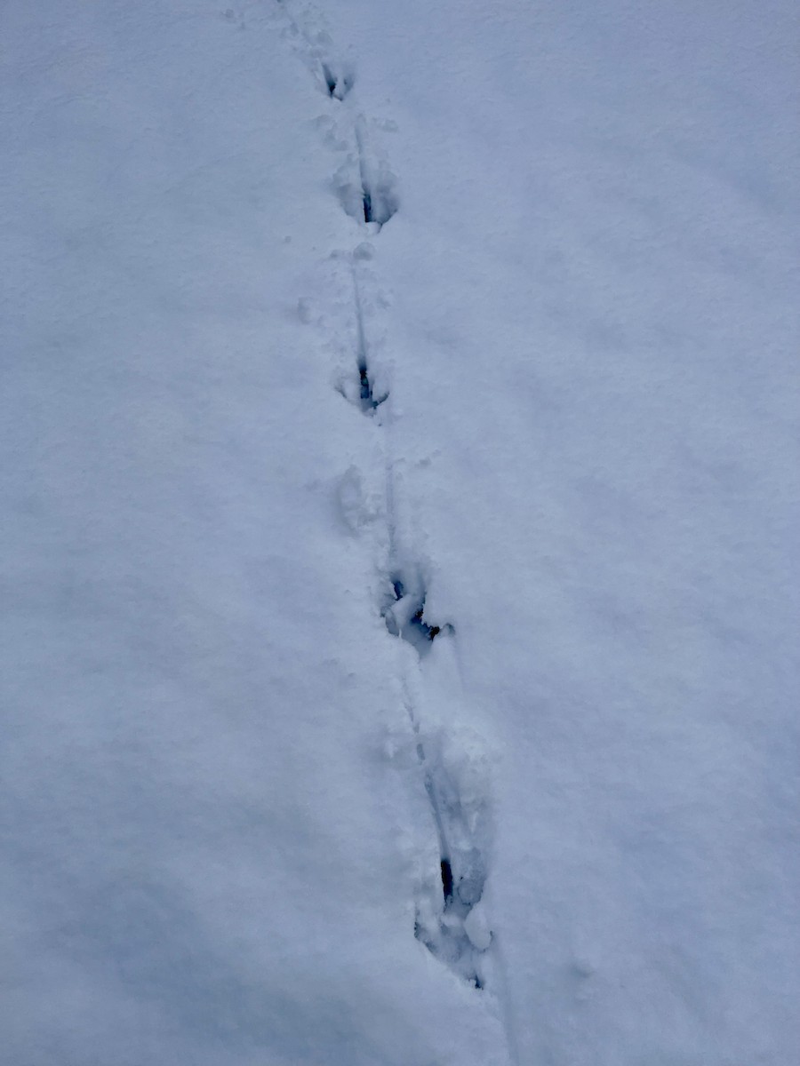 Wild Turkey - ML646246939