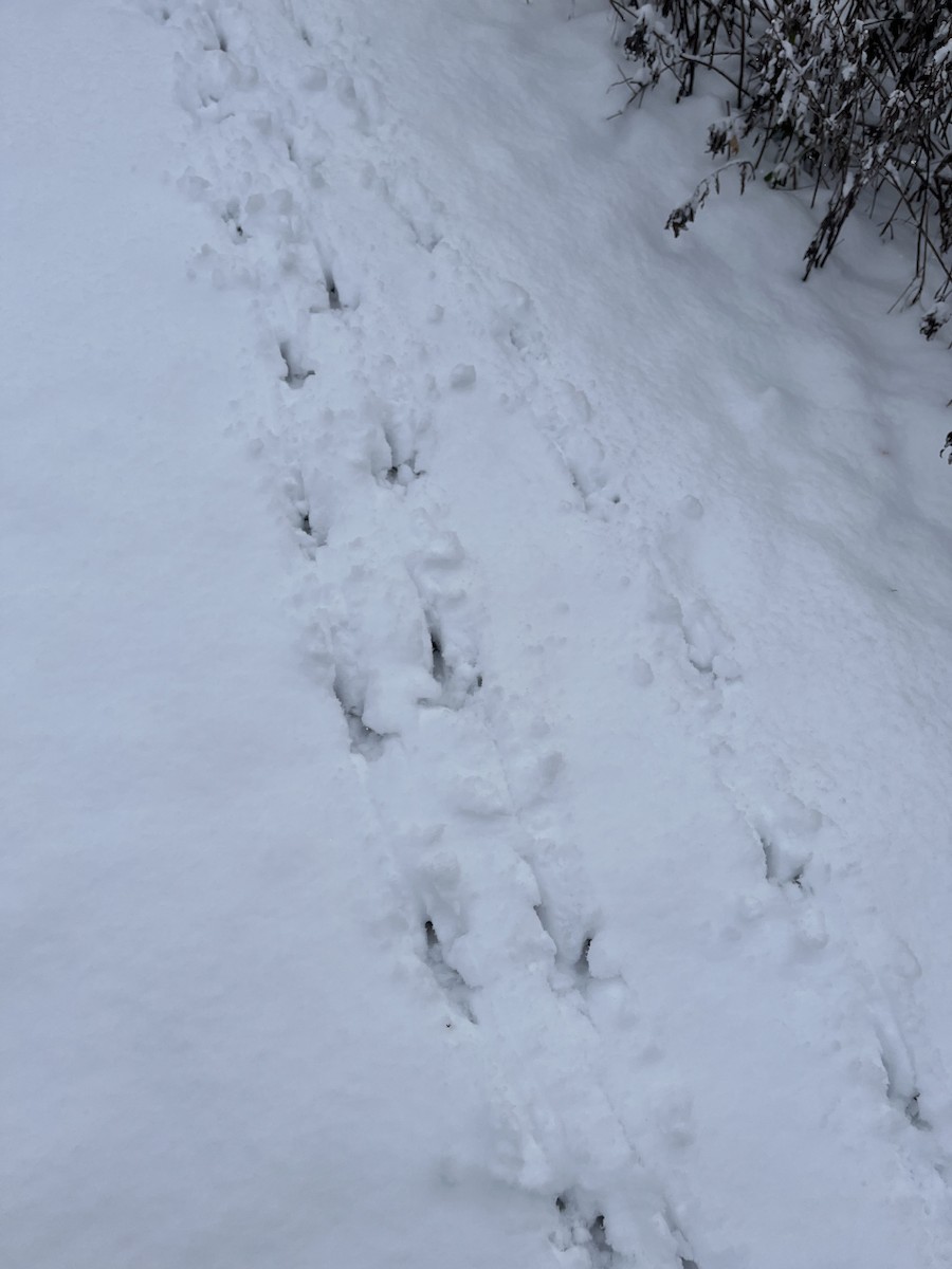 Wild Turkey - ML646246940