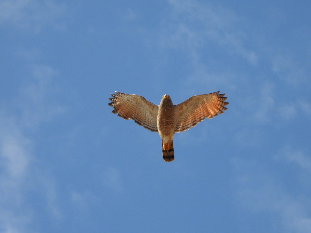 Roadside Hawk - ML646246941
