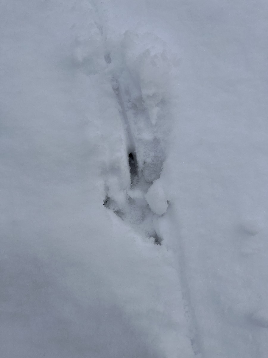 Wild Turkey - ML646246942