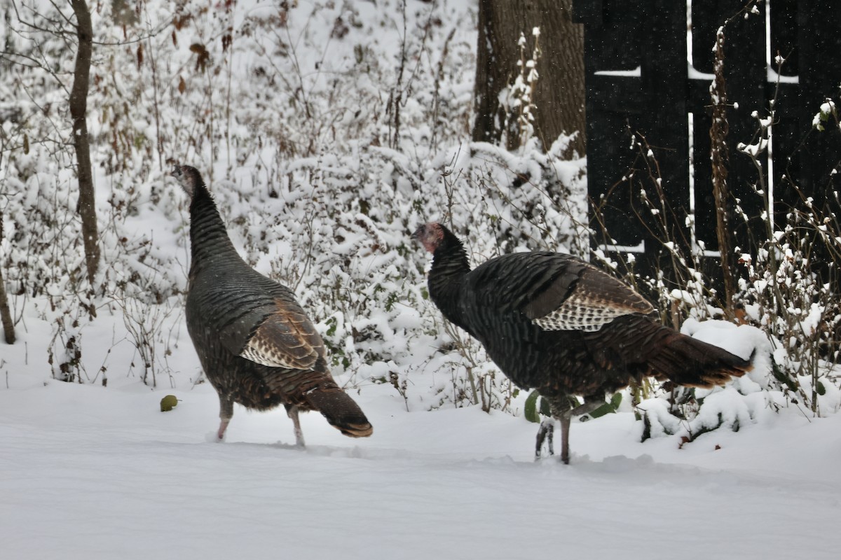 Wild Turkey - ML646246944