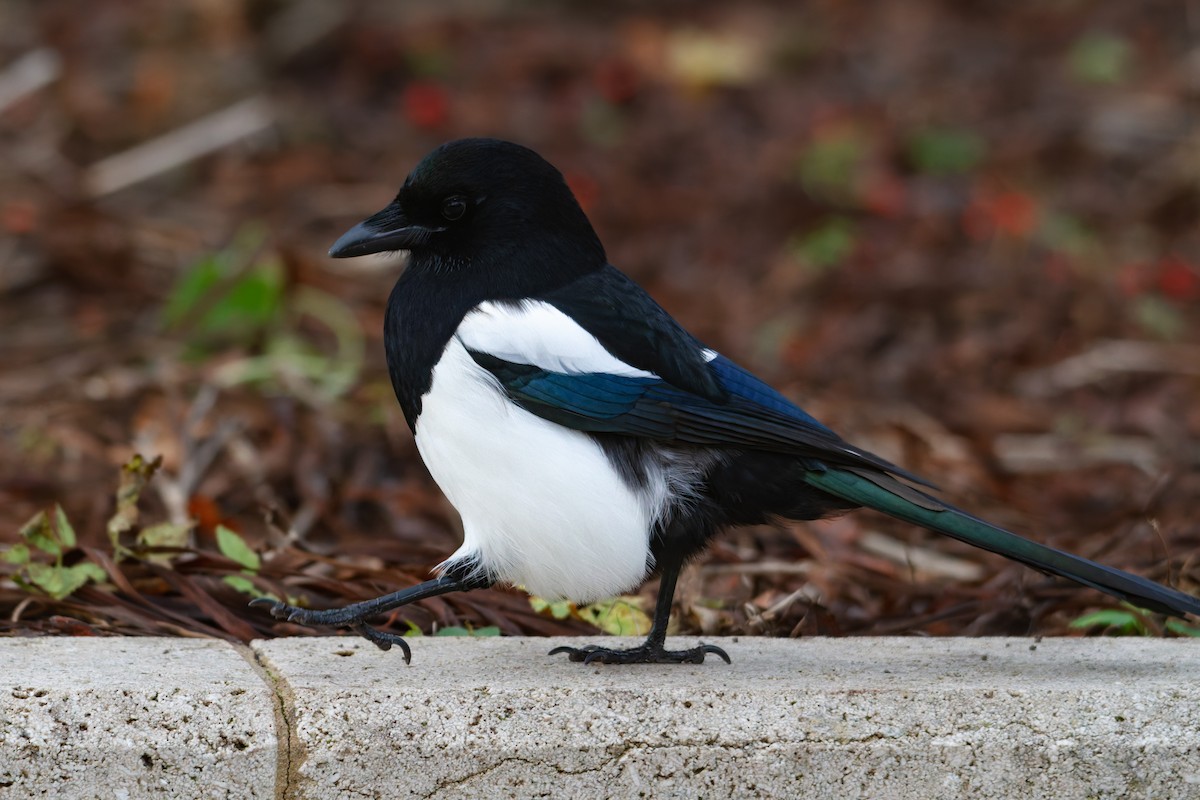 Eurasian Magpie - ML646246946