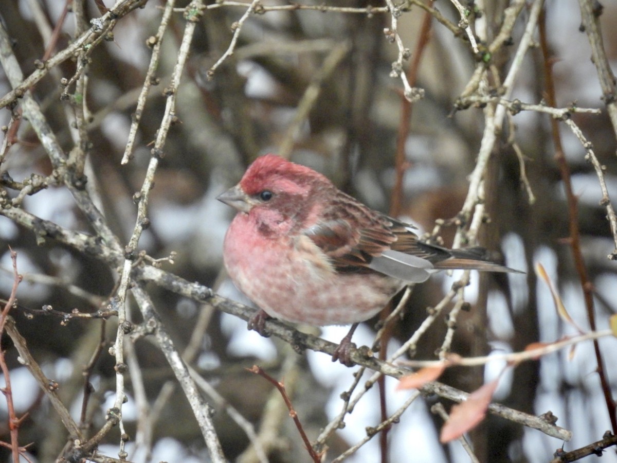 Purple Finch - ML646246953