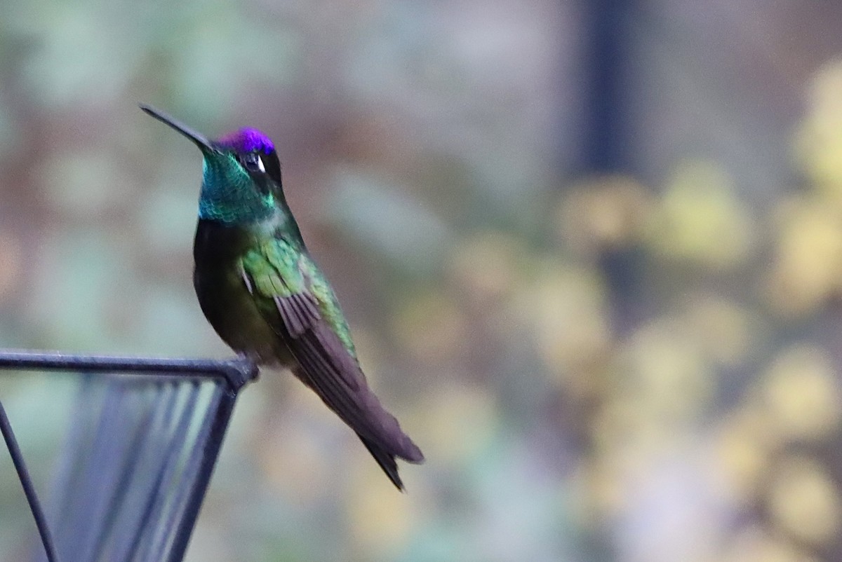 Rivoli's Hummingbird - ML646246956