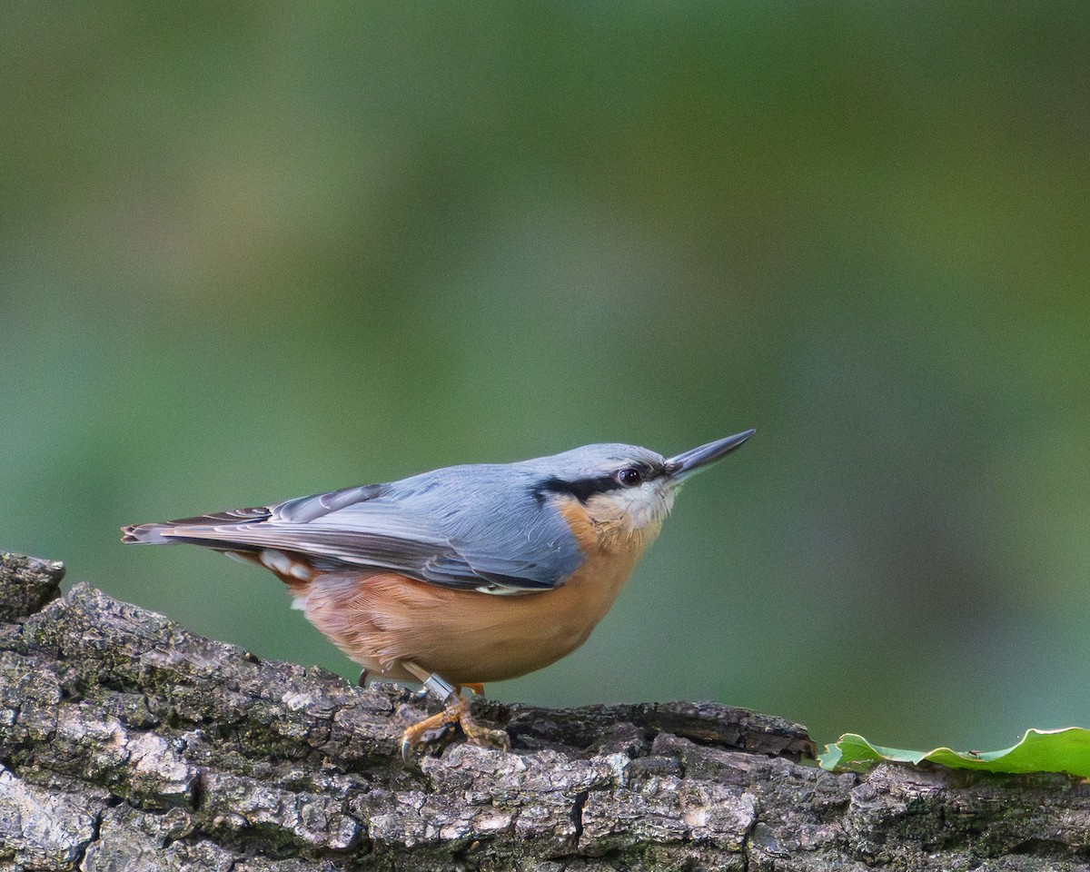 Eurasian Nuthatch - ML646246958