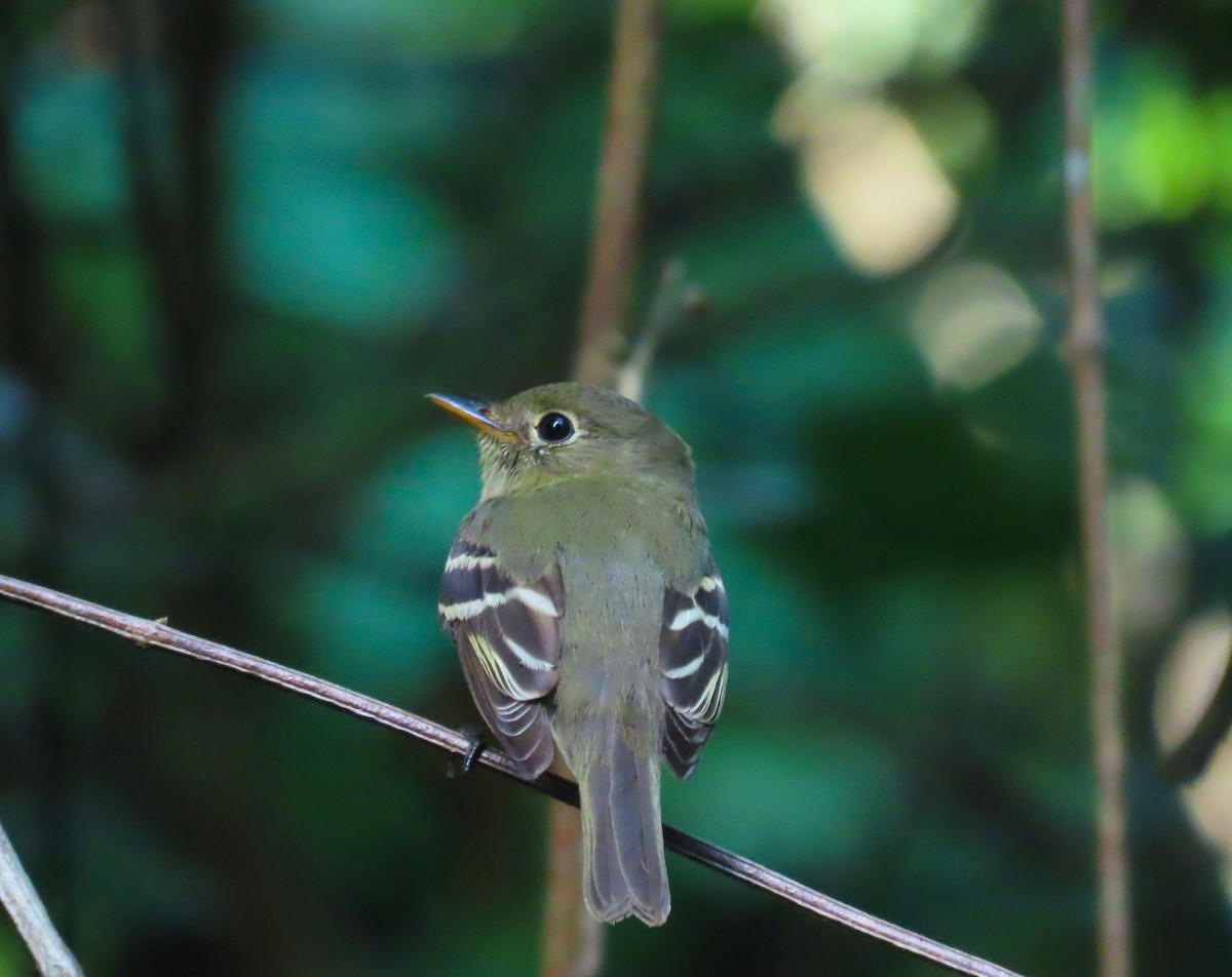 tyranovec žlutobřichý - ML646246959