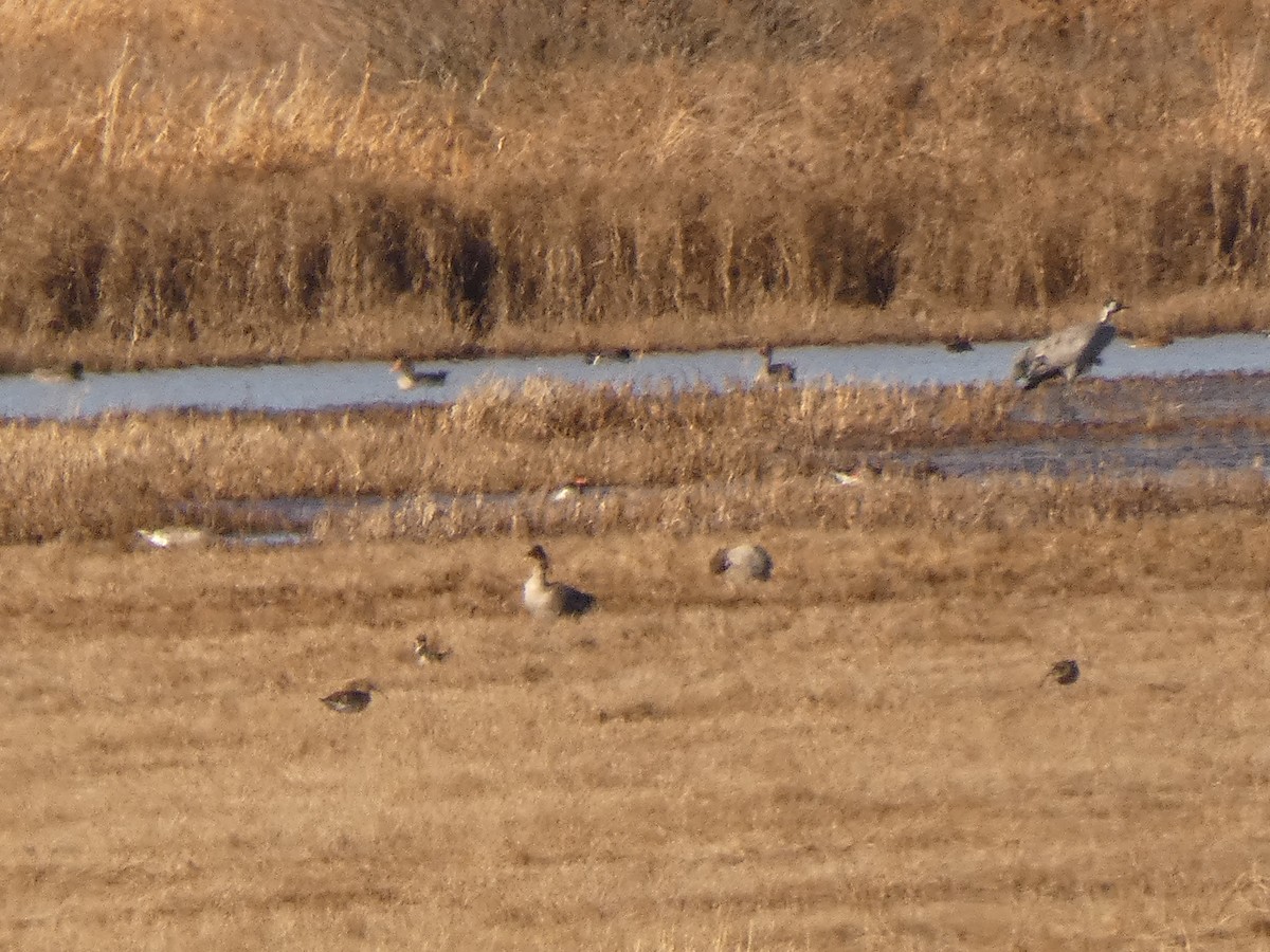 Eurasian Curlew - ML646246960