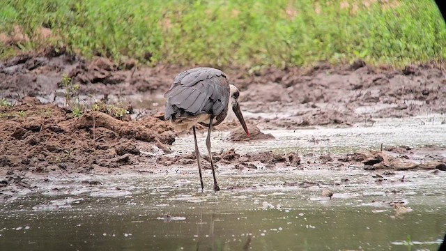 African Woolly-necked Stork - ML646246961