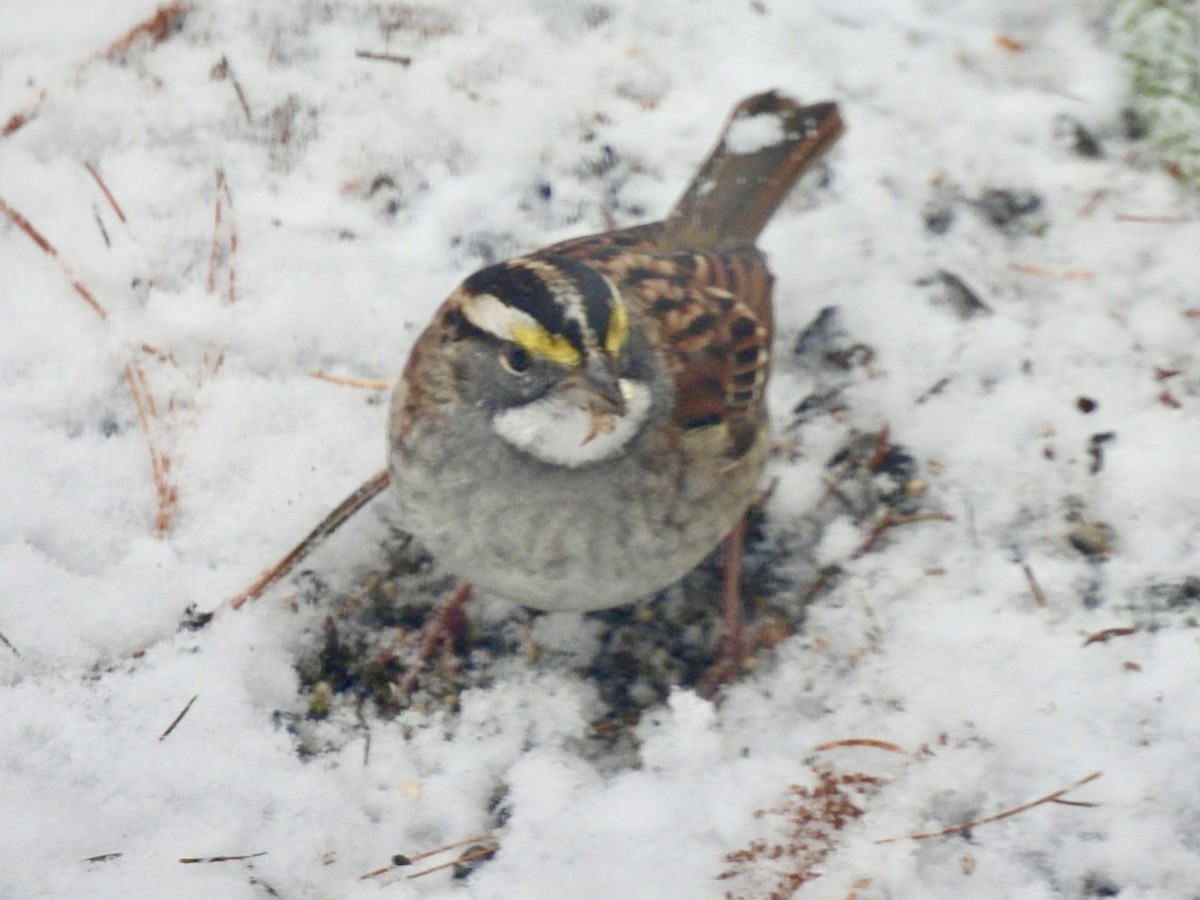 White-throated Sparrow - ML646246962