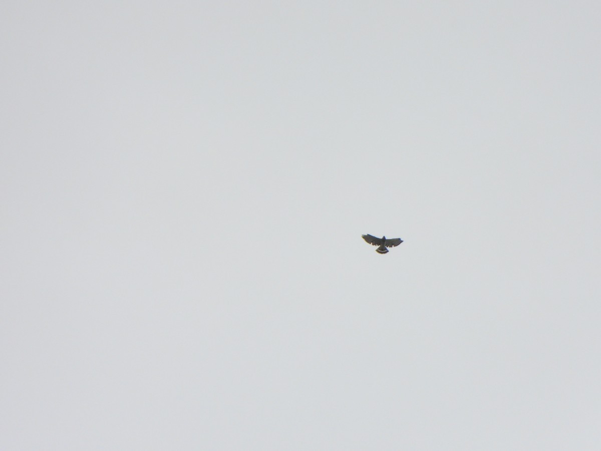 Broad-winged Hawk - ML646246963