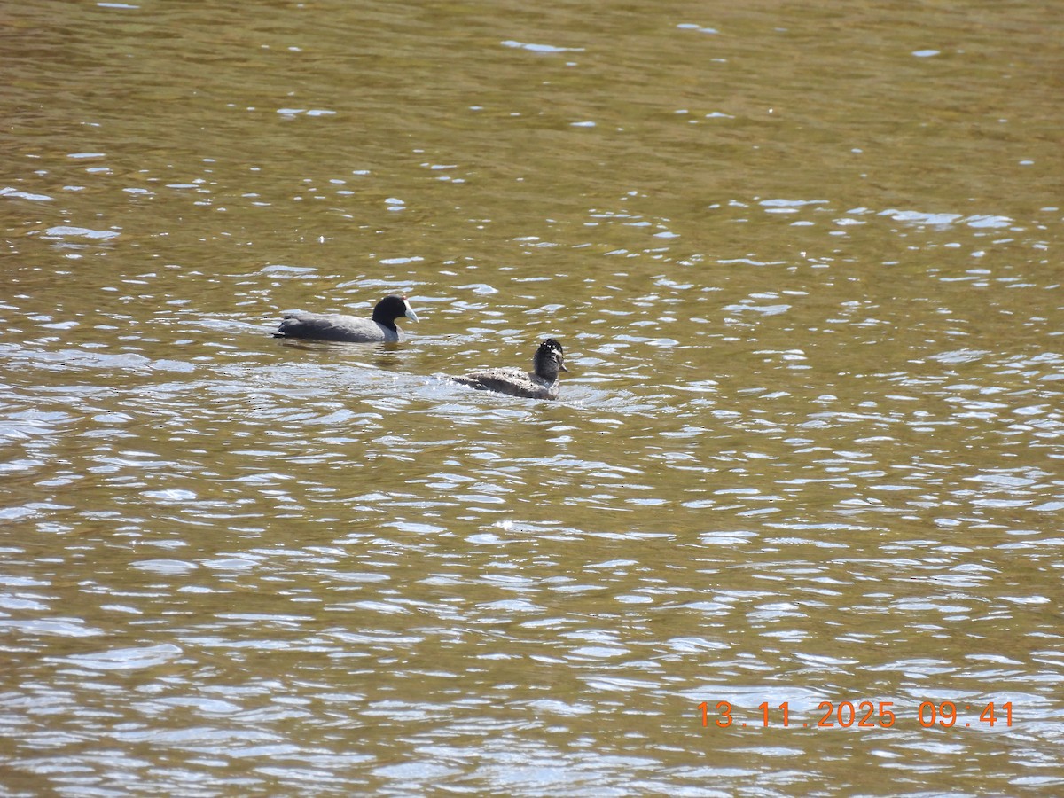 Red-knobbed Coot - ML646246964
