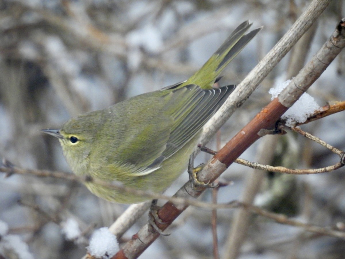 Orange-crowned Warbler - ML646246972