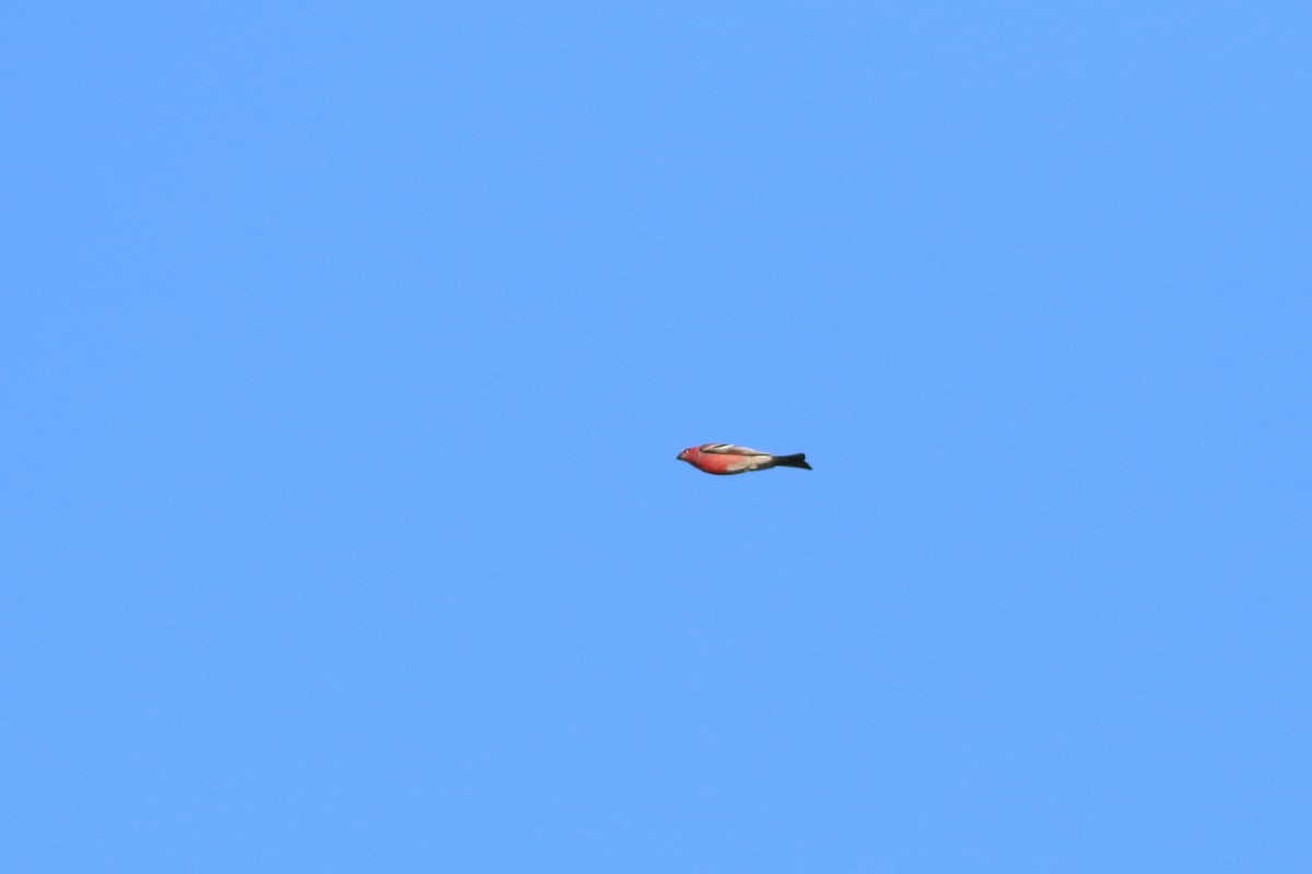 Pine Grosbeak - ML646246991