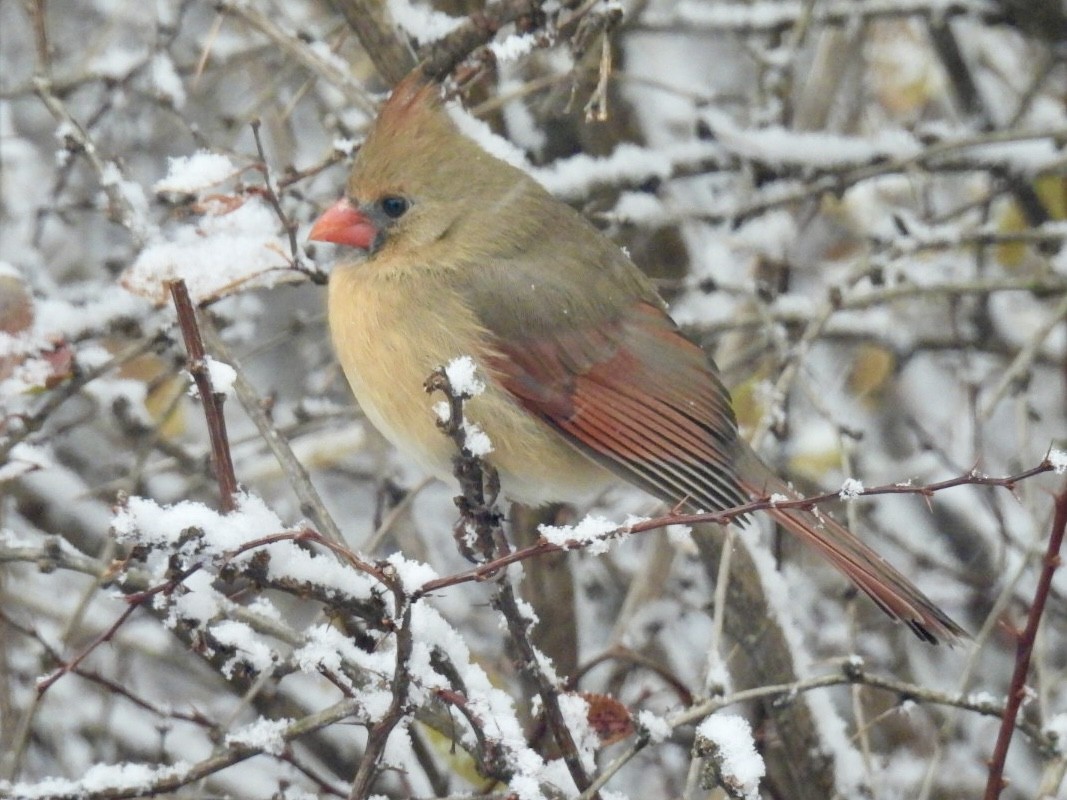 Northern Cardinal - ML646246992
