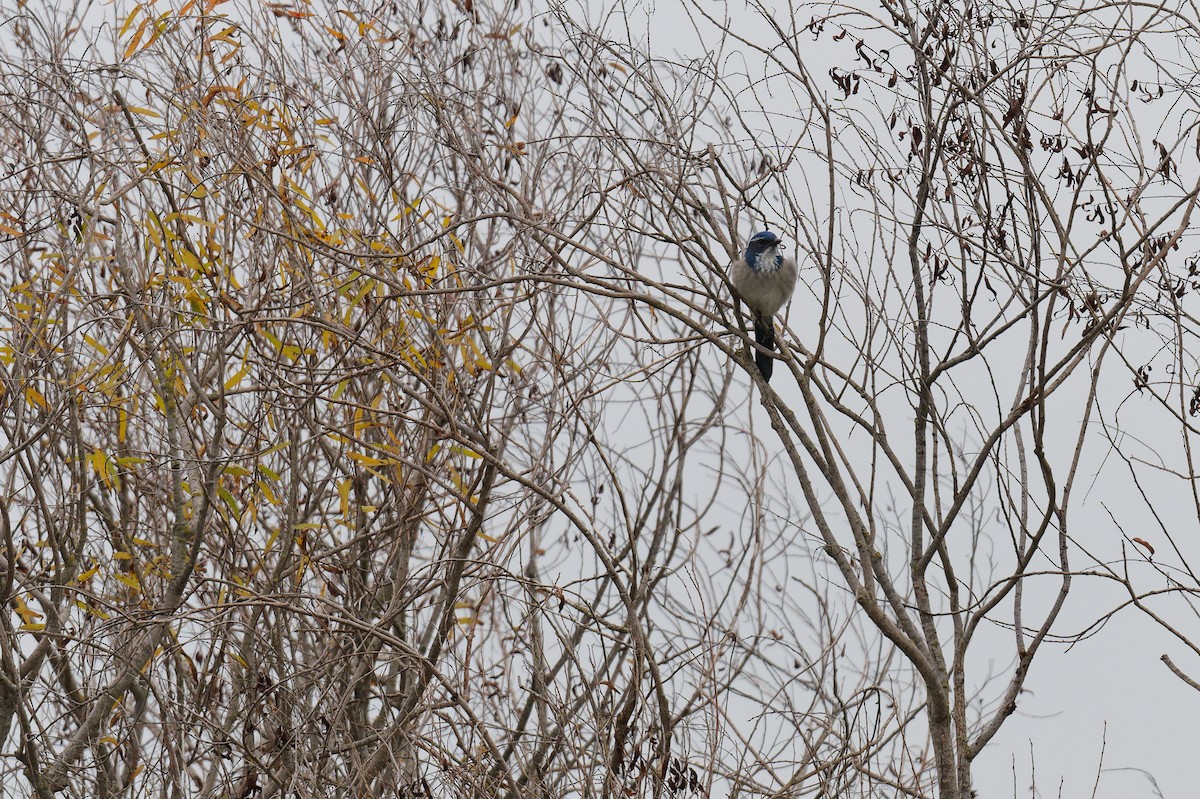 California Scrub-Jay - ML646246994