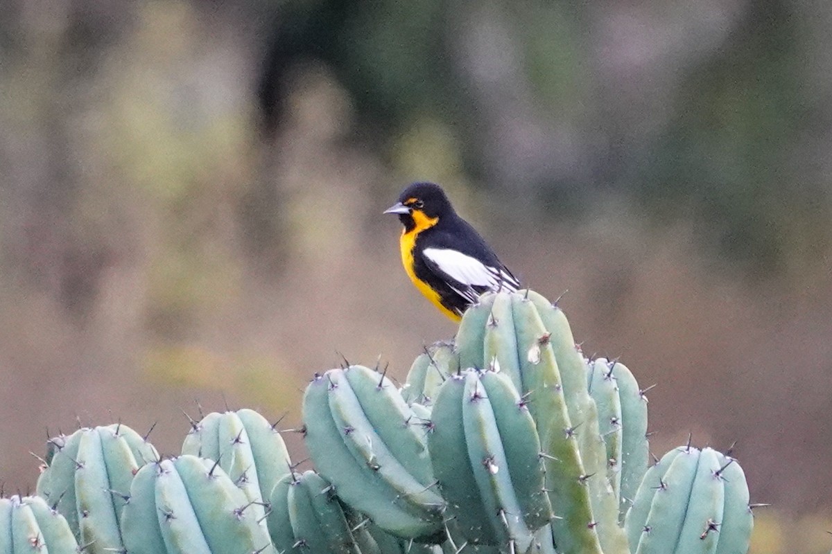 Black-backed Oriole - ML646247020