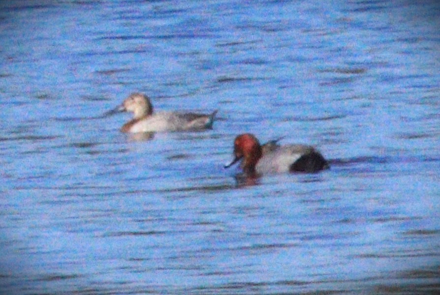 Redhead - ML646247021