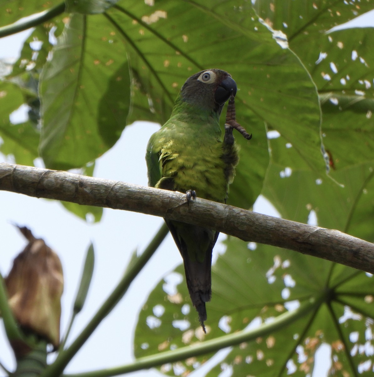 Dusky-headed Parakeet - ML646247024