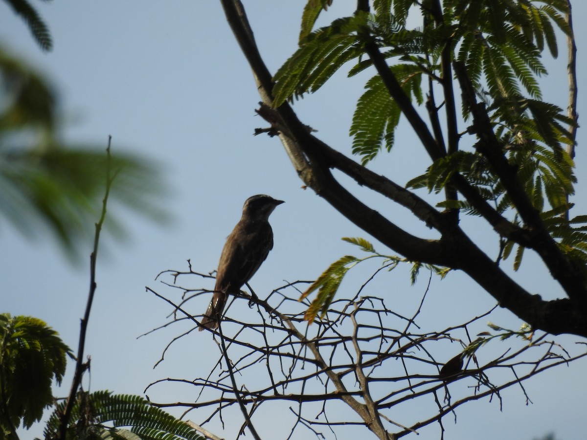 Piratic Flycatcher - ML646247027