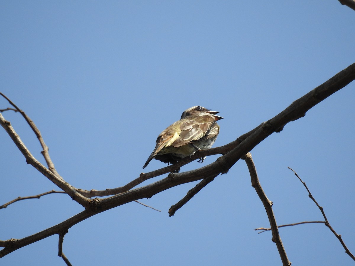 Piratic Flycatcher - ML646247031