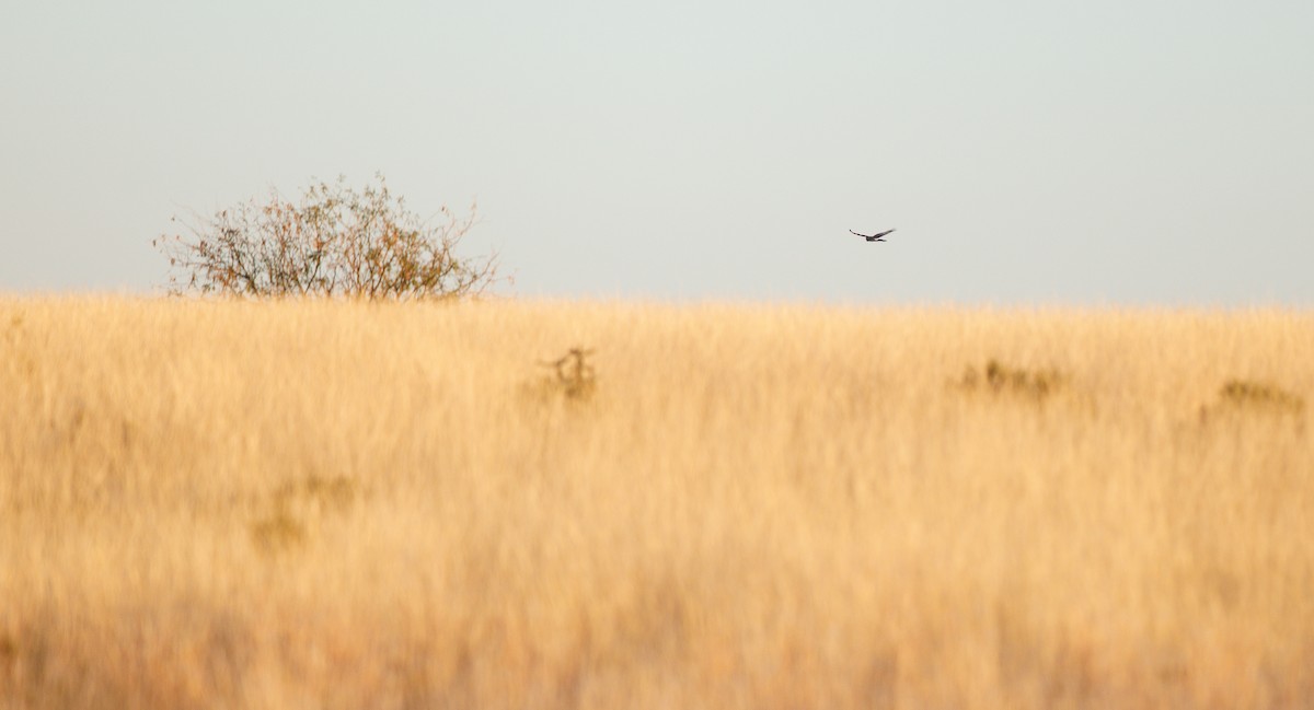 Northern Harrier - ML646247032
