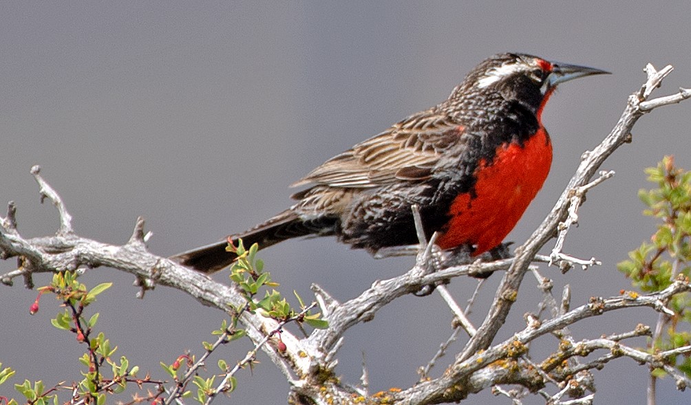 Long-tailed Meadowlark - ML646247033
