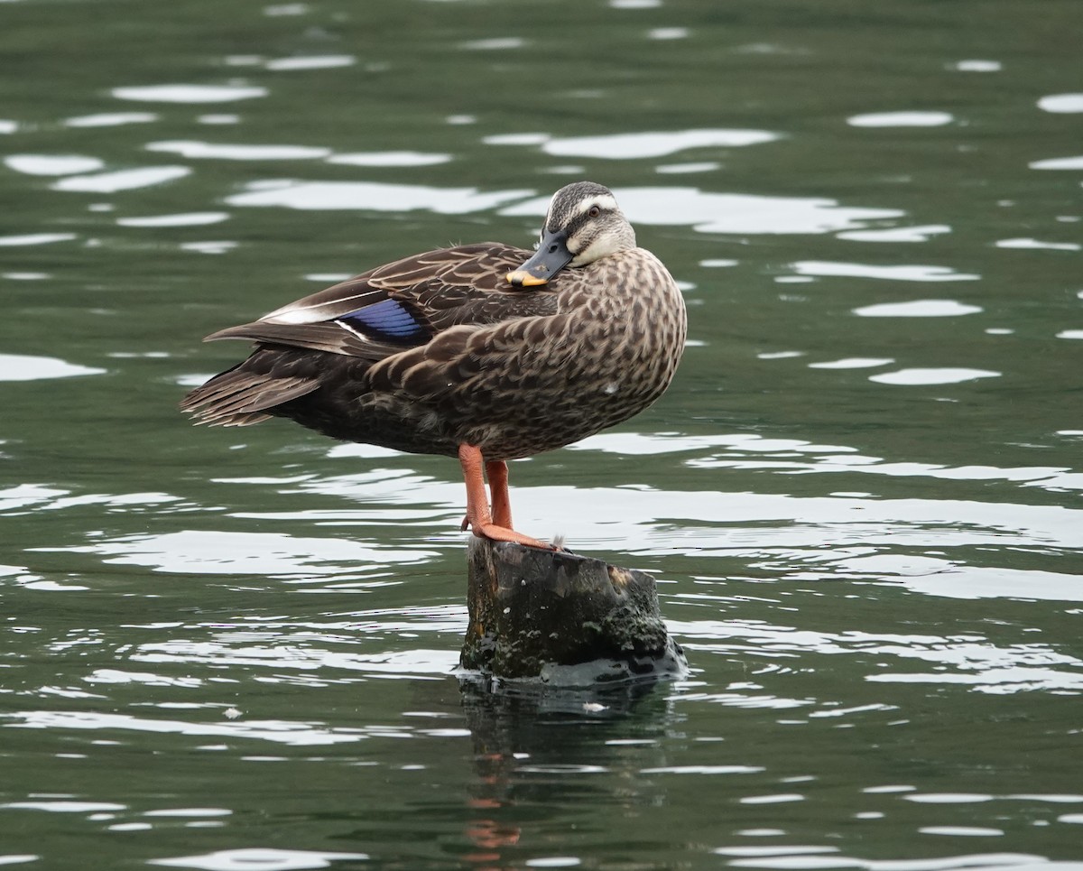 Eastern Spot-billed Duck - ML646247036