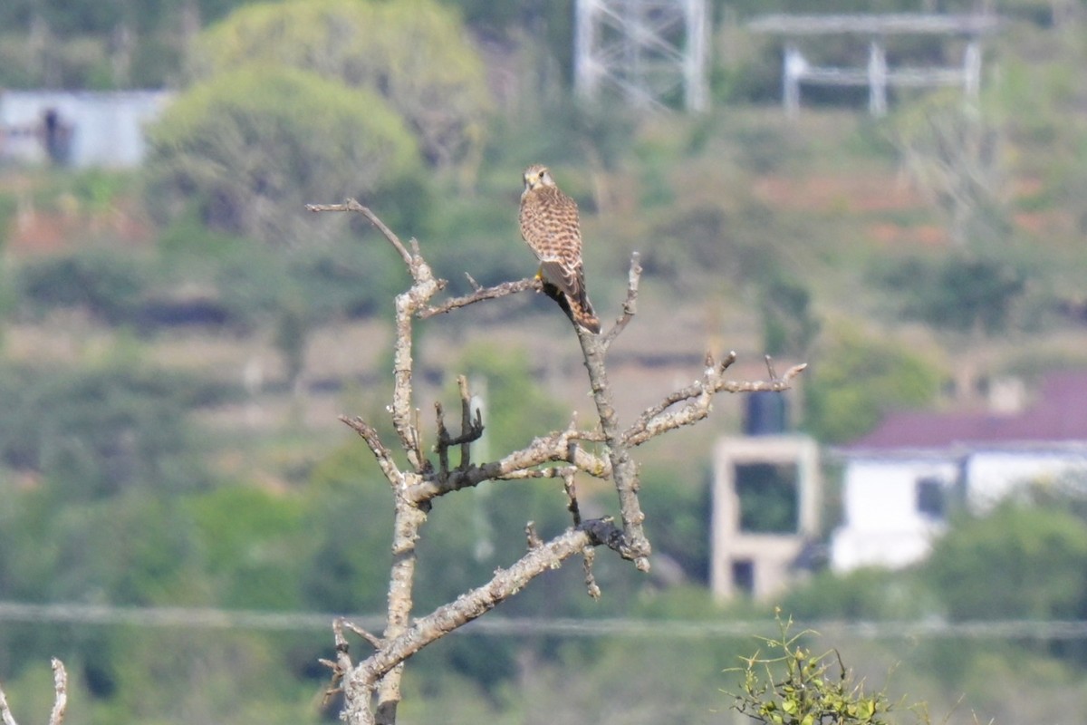 Eurasian Kestrel - ML646247037