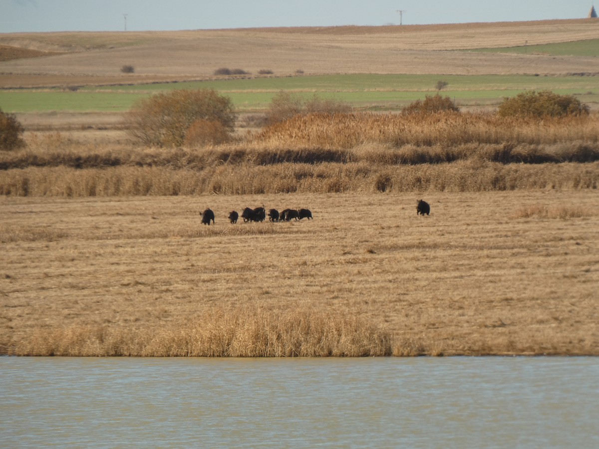 Animals - ML646247039