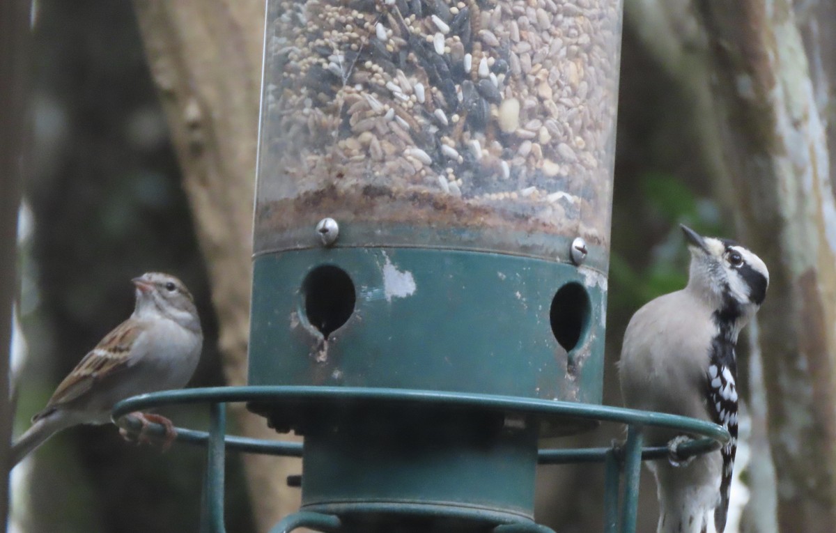 Downy Woodpecker - ML646247040