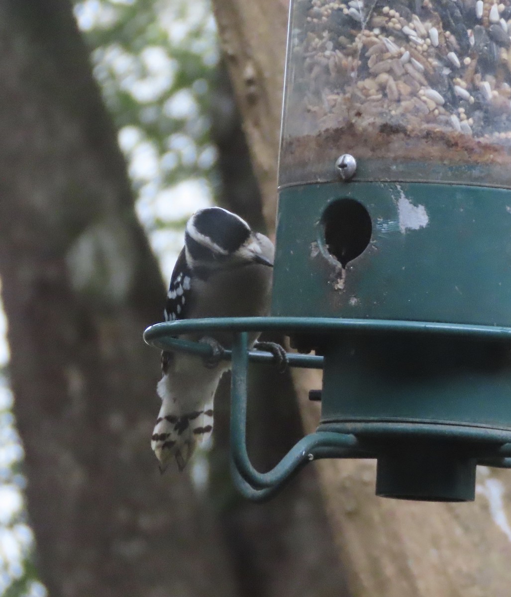 Downy Woodpecker - ML646247041