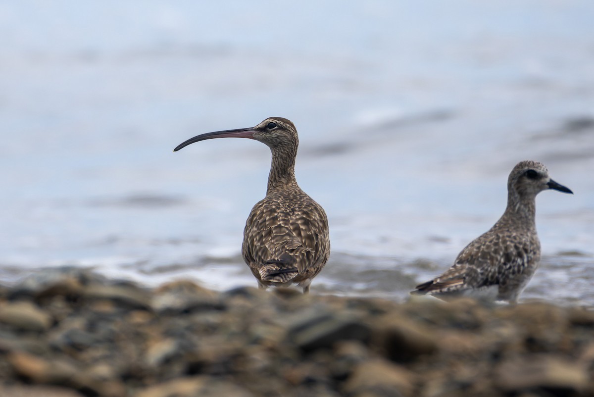 Hudsonian Whimbrel - ML646247042