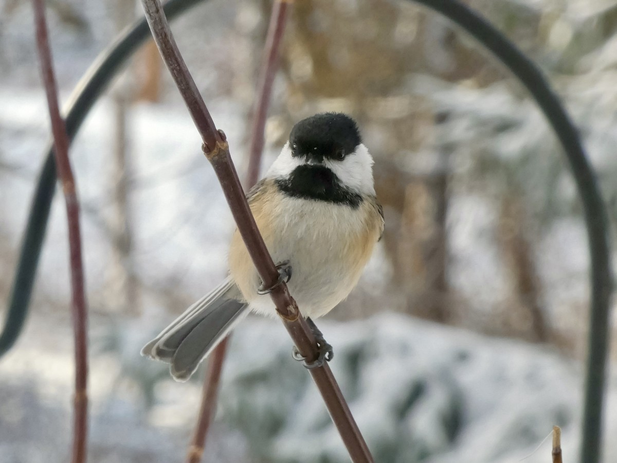 Black-capped Chickadee - ML646247043