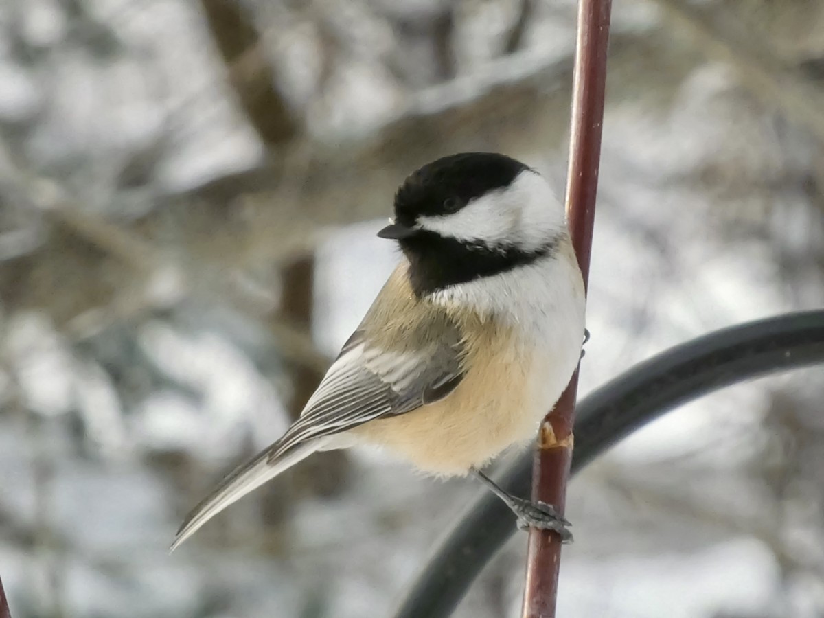 Black-capped Chickadee - ML646247044