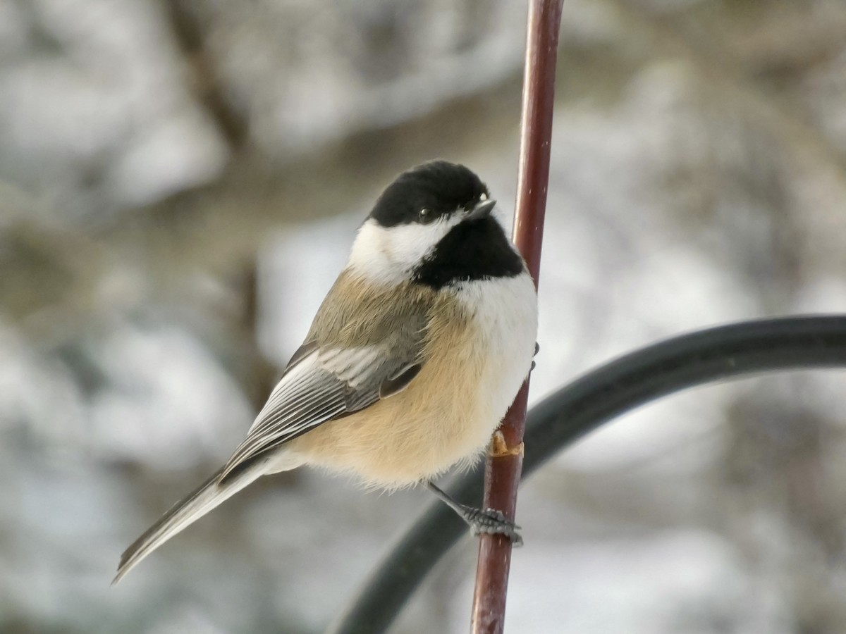 Black-capped Chickadee - ML646247045