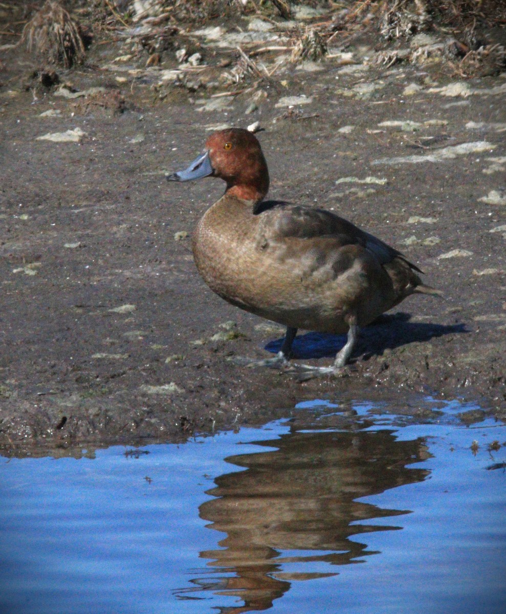 Redhead - ML646247047