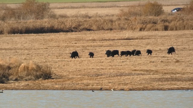 Animals - ML646247048