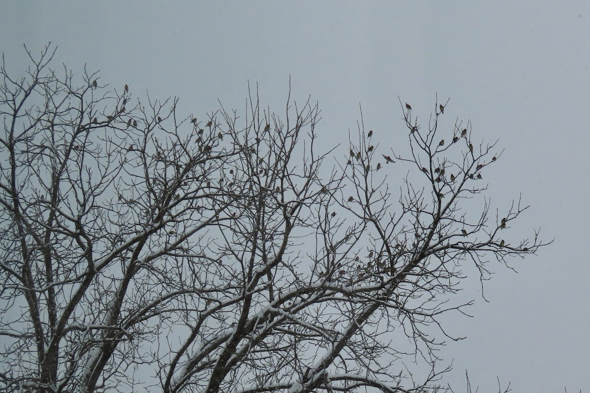 Cedar Waxwing - ML646247049