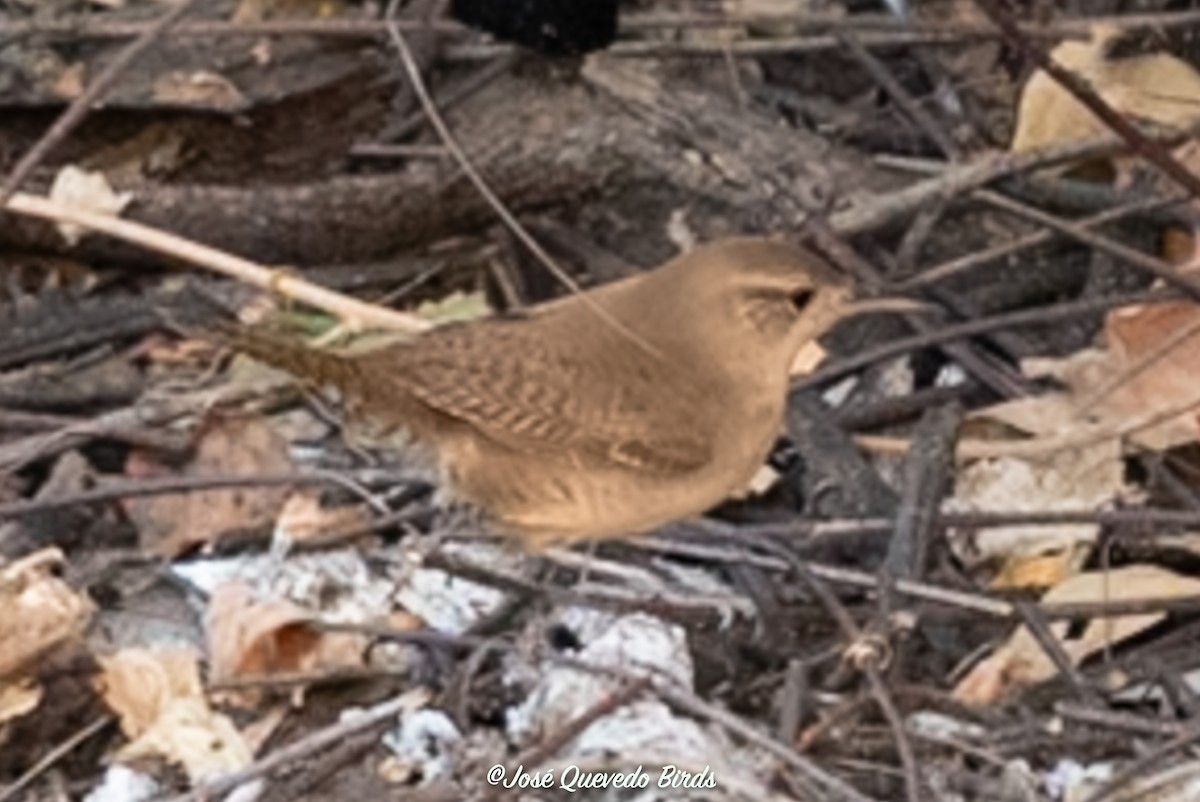 Southern House Wren - ML646247054