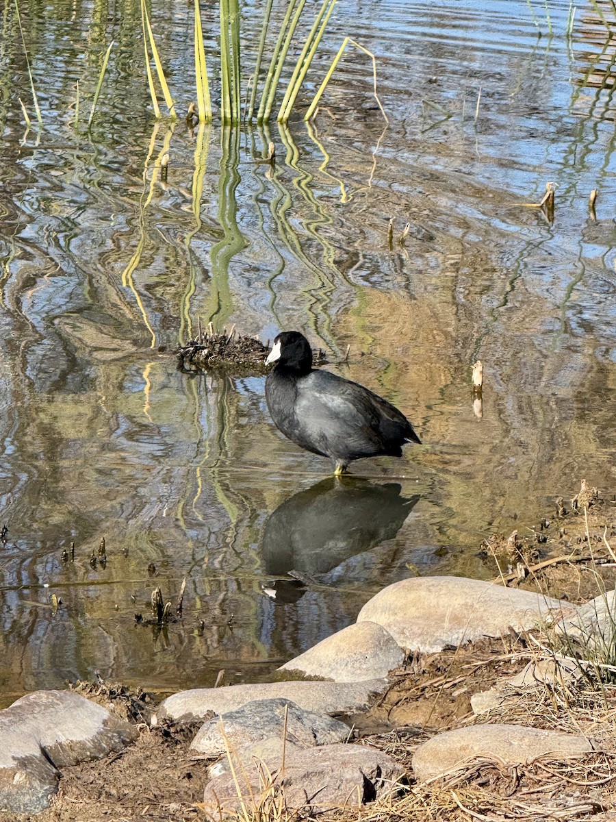 American Coot - ML646247055