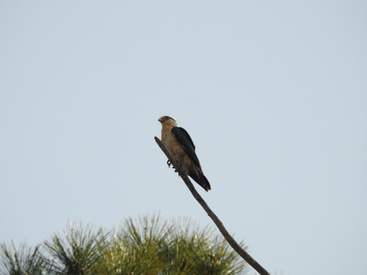 Yellow-headed Caracara - ML646247056