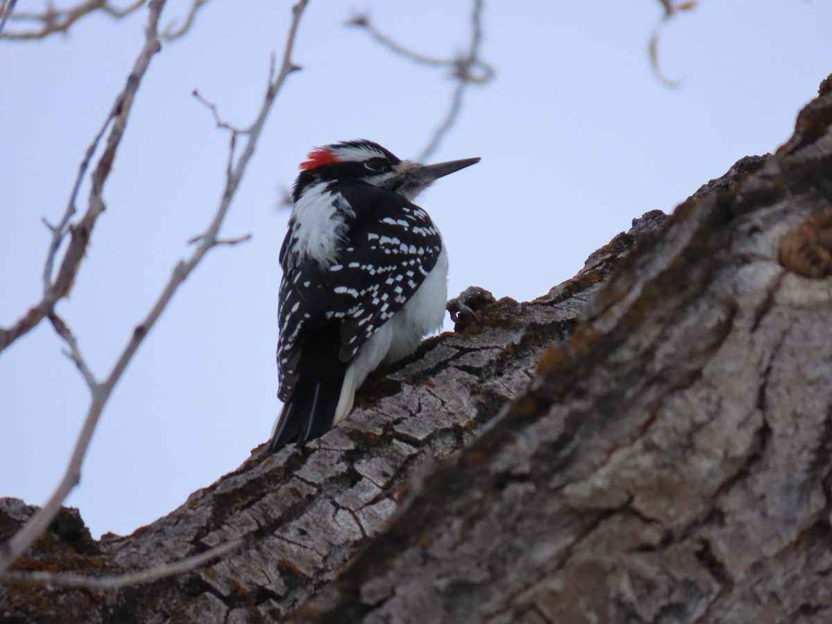 Hairy Woodpecker - ML646247057