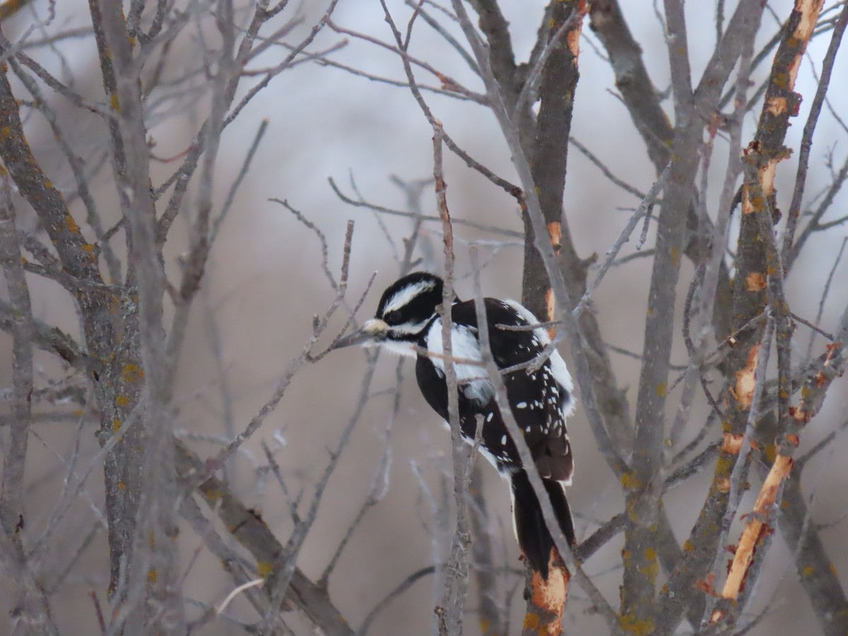 Hairy Woodpecker - ML646247058