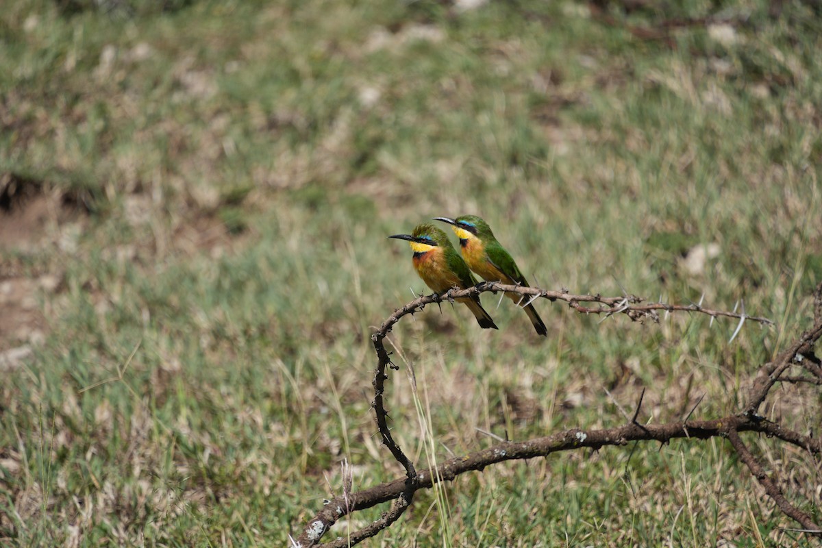 Little Bee-eater - ML646247059