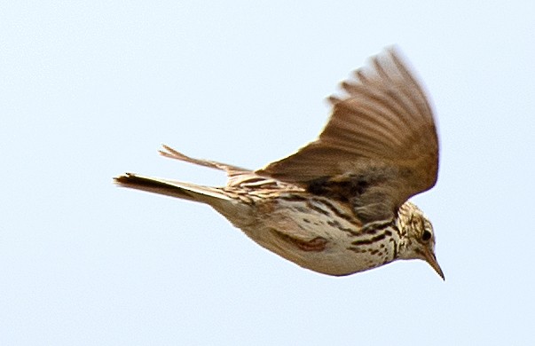 Correndera Pipit (Correndera) - ML646247060
