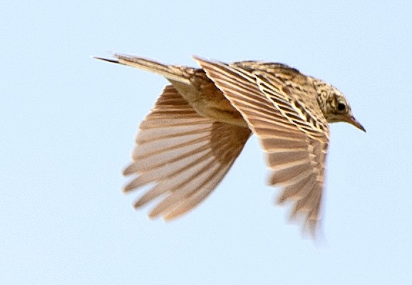 Correndera Pipit (Correndera) - ML646247061