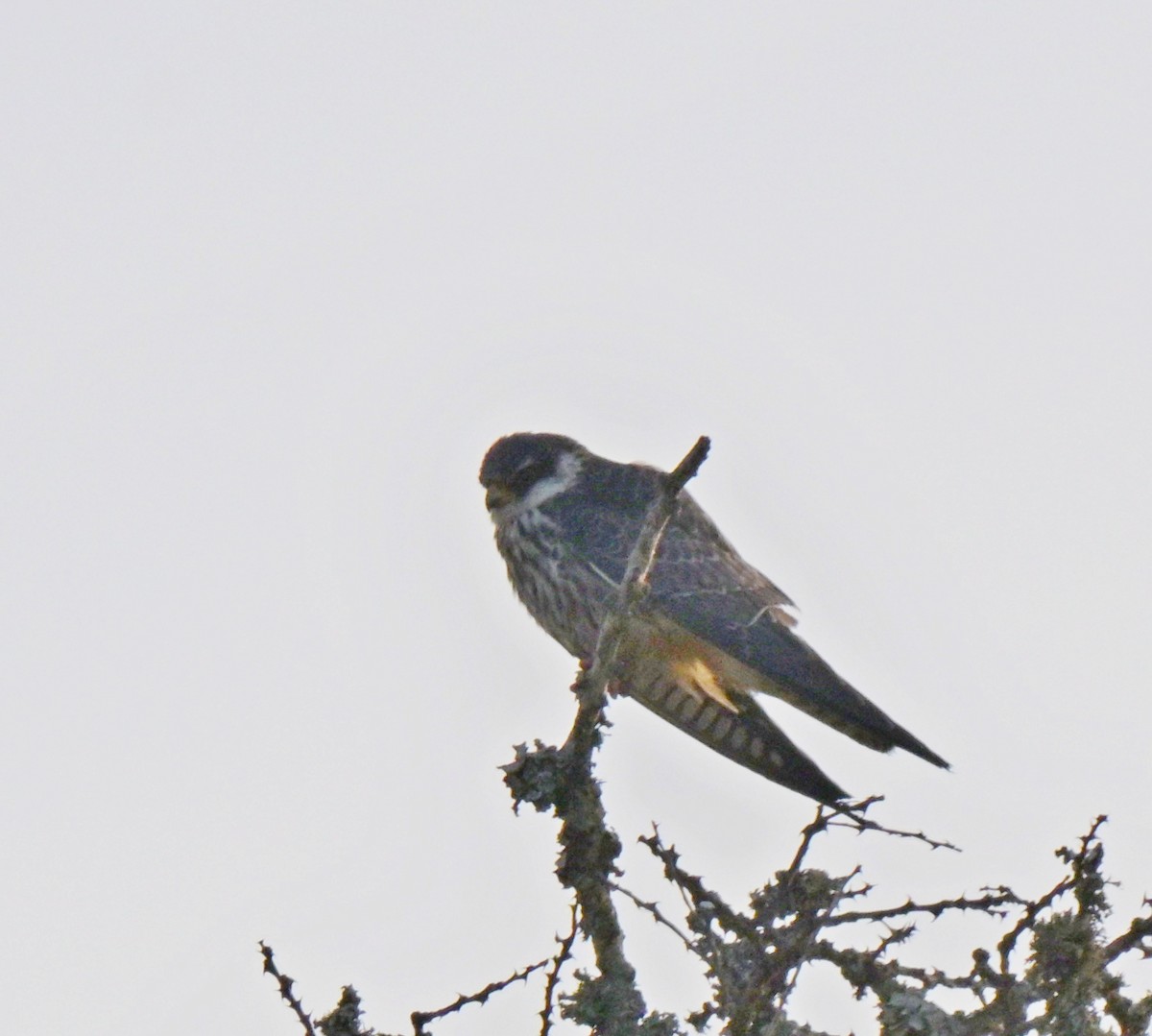 Amur Falcon - ML646247062